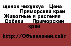 щенок чихуахуа › Цена ­ 13 000 - Приморский край Животные и растения » Собаки   . Приморский край